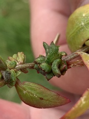 Atriplex glabriuscula