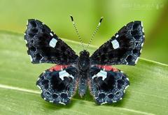 Calydna sturnula