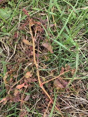 Atriplex glabriuscula