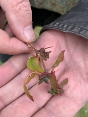 Atriplex glabriuscula