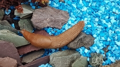 Arion