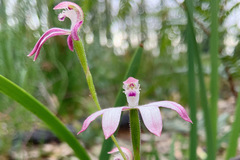 Caladenia clarkiae
