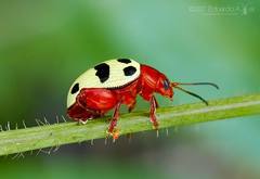 Notozona histrionica