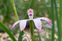 Caladenia clarkiae