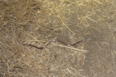 Rena humilis humilis