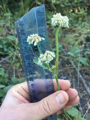 Eriogonum nudum nudum