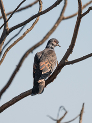 Streptopelia lugens
