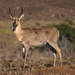 Northern Common Reedbuck - Photo (c) Marc Henrion, some rights reserved (CC BY-NC), uploaded by Marc Henrion