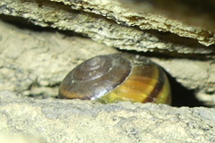 Helminthoglypta tudiculata