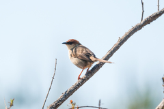 Cisticola nigriloris