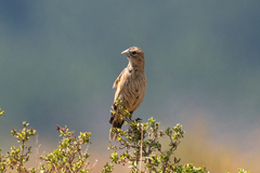 Montane Widowbird photo 2
