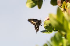 Papilio mackinnoni isokae