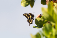 Papilio mackinnoni isokae