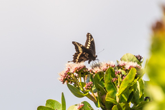 Papilio mackinnoni isokae