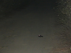 Phalaenoptilus nuttallii