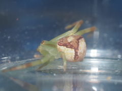 Massuria