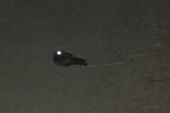 Phalaenoptilus nuttallii