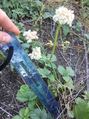 Eriogonum nudum nudum