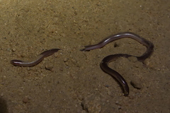 Rena humilis humilis