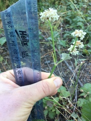 Eriogonum nudum nudum