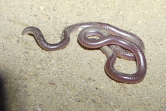 Rena humilis humilis