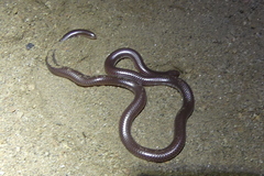 Rena humilis humilis