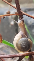Helicoidea
