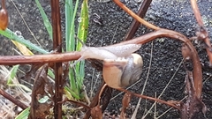 Helicoidea