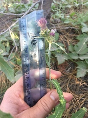 Cirsium remotifolium
