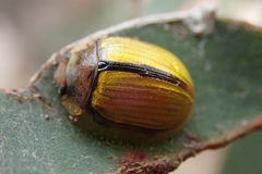 Paropsisterna hectica