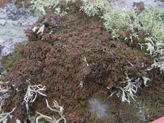 Anaptychia runcinata