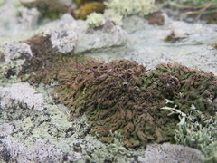 Anaptychia runcinata