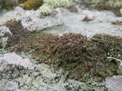 Anaptychia runcinata