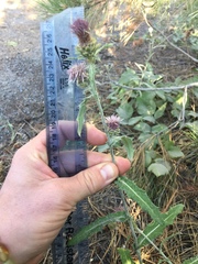Cirsium remotifolium