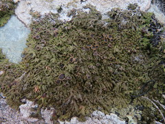 Anaptychia runcinata