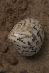 Lioconcha hieroglyphica