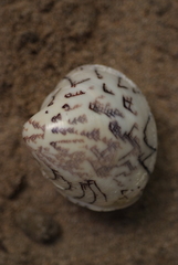 Lioconcha hieroglyphica