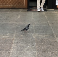 Columba livia domestica