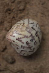 Lioconcha hieroglyphica