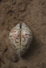 Lioconcha hieroglyphica