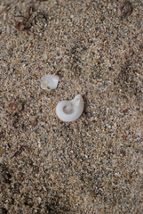 Vetigastropoda