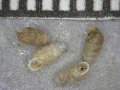 Gastrocopta observed 2003-01-01