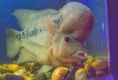 Amphilophus labiatus × cichlasoma trimaculatum