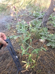 Cirsium remotifolium
