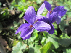 Viola odorata