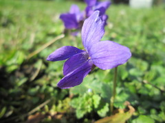 Viola odorata