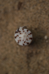 Conus eburneus