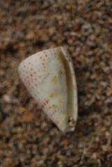 Conus eburneus