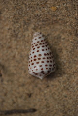 Conus eburneus