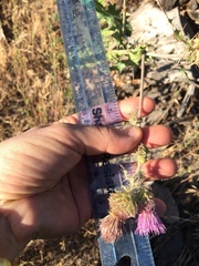 Cirsium remotifolium